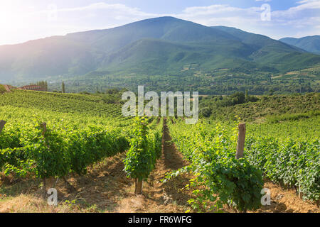 Repubblica di Macedonia, regione vinicola Demir Kapija, Popova Kula winery Foto Stock