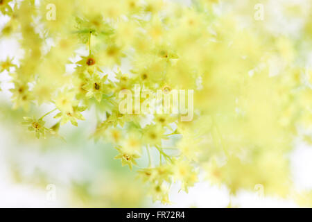 Alchemilla mollis 'robustica' comunemente noto come lady del mantello - un rimedio a base di erbe Jane Ann Butler JABP Fotografia1435 Foto Stock