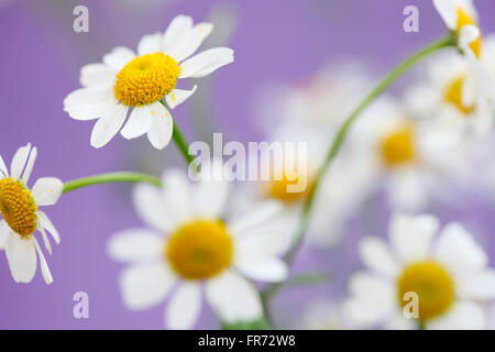 Senza profumo matricale, affascinante daisy-come tansy Jane Ann Butler JABP Fotografia1086 Foto Stock