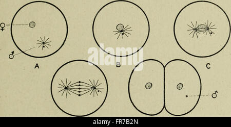 Questo lavoro si concentra sullo studio della citologia, in particolare la struttura e la funzione del nucleo metazoico. Fornisce informazioni dettagliate sull'organizzazione cellulare, sui componenti nucleari e sul ruolo del nucleo in vari processi biologici tra gli organismi metazoici. Foto Stock