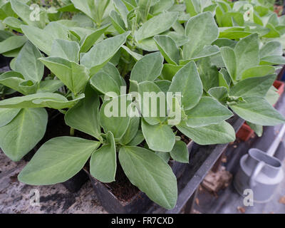 Fava di germogli pronti per essere piantati fuori Foto Stock