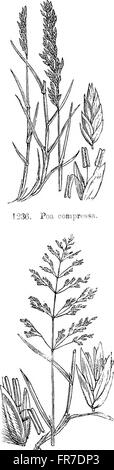 Le illustrazioni della flora britannica- una serie di incisioni in legno, con le dissezioni di piante britannico (1880) Foto Stock