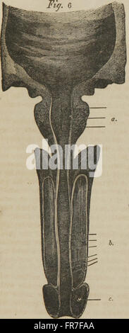 Consulente Medico e il matrimonio guida - in rappresentanza di tutte le malattie degli organi genitali del maschio e femmina (1864) Foto Stock