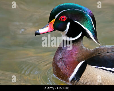 Maschi di anatra di legno di close-up Foto Stock