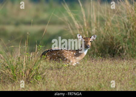 Chital cervi chiamato anche avvistato cervi nel Parco Nazionale di Kanha dell India Foto Stock