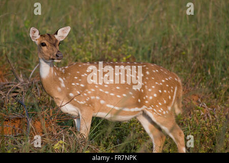 Chital cervi chiamato anche avvistato cervi nel Parco Nazionale di Kanha dell India Foto Stock