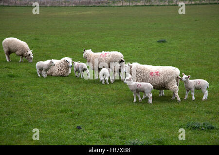 Pecore, Llandrindrod WELLS, POWYS, GALLES Foto Stock