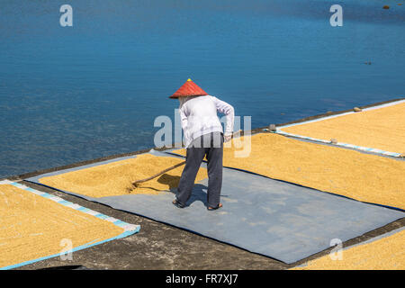 Filippine Leyte Baybay diffondendo il riso fuori ad asciugare accanto al mare Adrian Baker Foto Stock