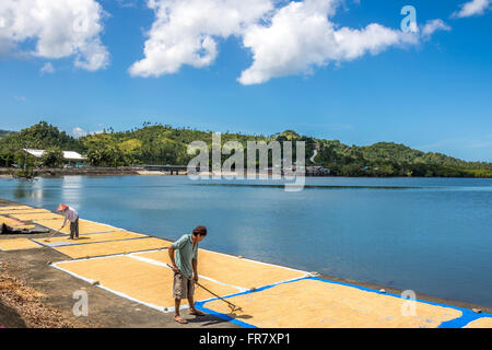 Filippine Leyte Baybay diffondendo il riso fuori ad asciugare accanto al mare Adrian Baker Foto Stock