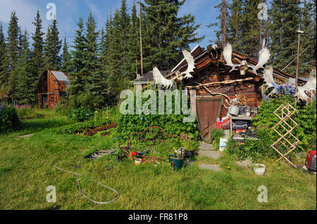 WISEMAN, Alaska, STATI UNITI D'AMERICA LUGLIO 13, 2009: capanna di cacciatori e cacciatori garden Foto Stock