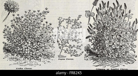 Schwill annuale del catalogo descrittivo - di alta classe, semi di alberi e piante (1910)