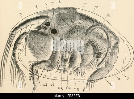 Libro di testo di anatomia comparata (1898) Foto Stock