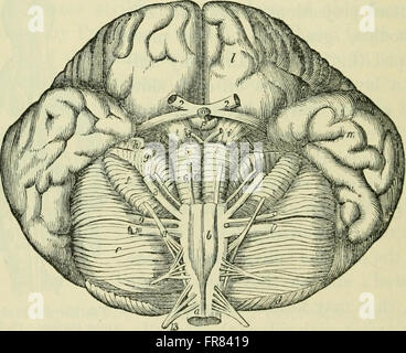 Questo lavoro del 1896 esplora il ruolo del cervello nella coscienza, nella cognizione e nei processi mentali, studiando come il cervello funziona come organo responsabile della mente. Foto Stock