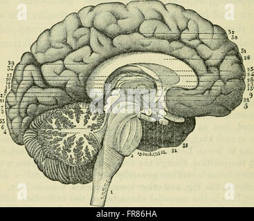 Questo lavoro del 1896 esplora il concetto del cervello come organo responsabile delle funzioni mentali, esaminando le prime teorie della neurologia e della psicologia in relazione alle funzioni cerebrali. Foto Stock