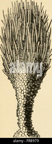 L'opera *The Evolution of Man* (1897) di Ernst Haeckel esplora l'ontogenia e la filogenesi umana, offrendo una spiegazione accessibile dell'evoluzione umana. Il lavoro fornisce una comprensione dello sviluppo umano e delle sue origini evolutive. Foto Stock