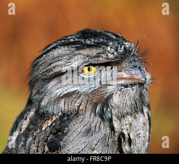 Un ritratto di un gufo Frogmouth prese di close-up. La sua sorprendente con l'uso del colore e dell'animale occhio accattivante e pongono Foto Stock