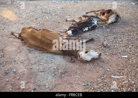 Le carcasse di bovini di confine autostrada Transamazon - BR-230 Foto Stock