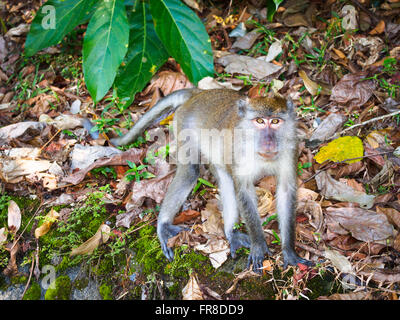Maschio lungo-coda Macaque (Macaca fascicularis) di Langkawi, Kedah, Malaysia, attraversando a piedi il suolo della foresta Foto Stock