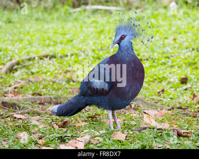 Victoria incoronato piccione (Goura victoria), nativo della Nuova Guinea regione, su un verde prato Foto Stock