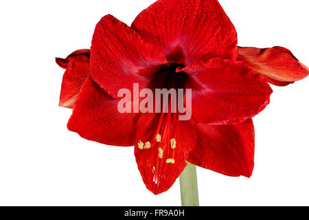 Blooming Amaryllis rosso su sfondo bianco Foto Stock