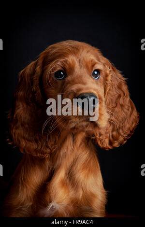 Irish / Rosso Setter cane foto Studio Foto Stock