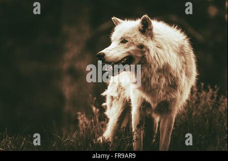 Alfa bianco Wolf. Bruno seppia color grading. Lupo per adulti. Foto Stock