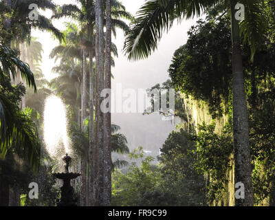 Imperial palme nel giardino botanico di Rio de Janeiro Foto Stock