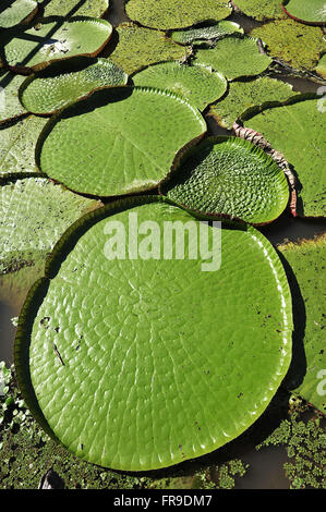 Vitoria-regia - Victoria amazonica Foto Stock