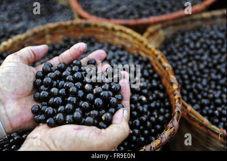 Fair Acai in Ver-o-Peso Foto Stock