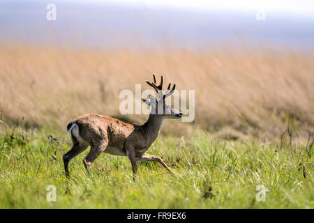 Maschio adulto pampa cervi nella Serra da Canastra Parco Nazionale Foto Stock