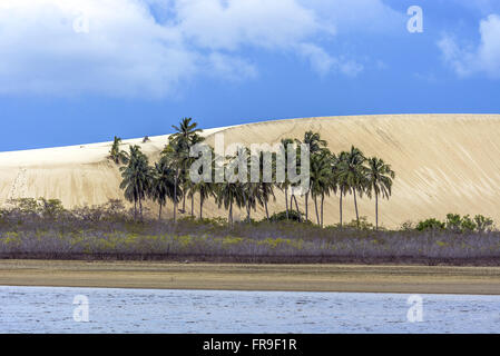 Le palme e le dune di sabbia del Parco Nazionale di Jericoacoara Foto Stock