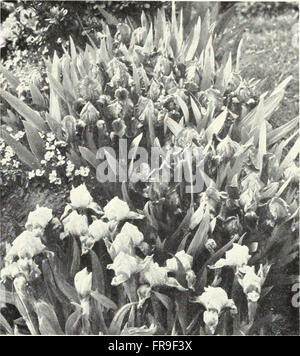 Cooley's Gardens - Silverton, Oregon 1938 (1938) Foto Stock