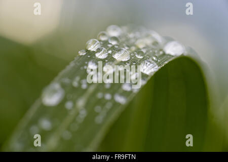 Dettaglio delle goccioline di acqua su foglie di canna da zucchero in campagna Foto Stock