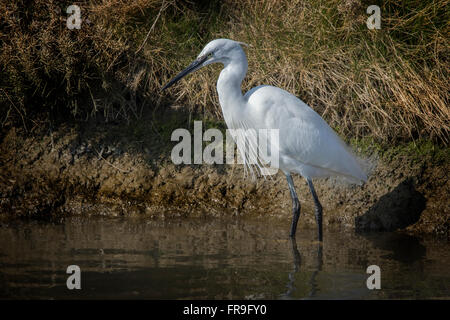 Garzetta uccello Foto Stock