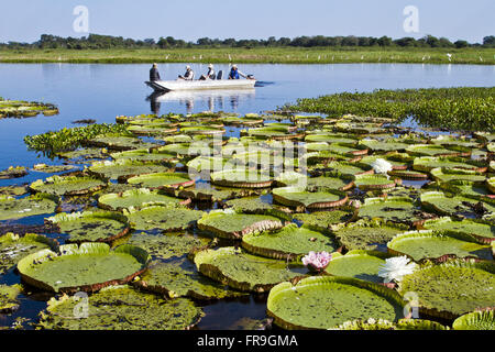 Zona umida ninfee - Victoria cruziana Foto Stock