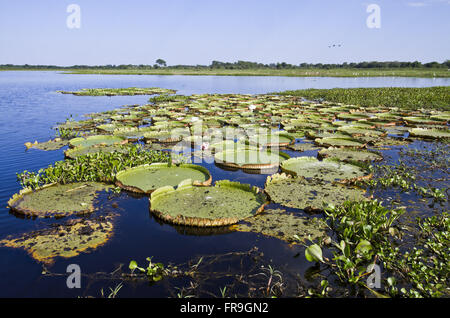 Zona umida ninfee - Victoria cruziana Foto Stock