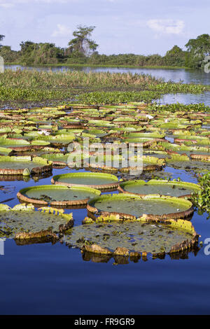 Zona umida ninfee - Victoria cruziana Foto Stock