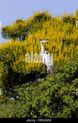 Garca nightshade sul ramo di albero - Ardea cocoi - Pantanal Foto Stock