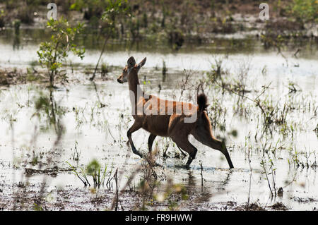 Hart-di-sud del Pantanal wetland Foto Stock