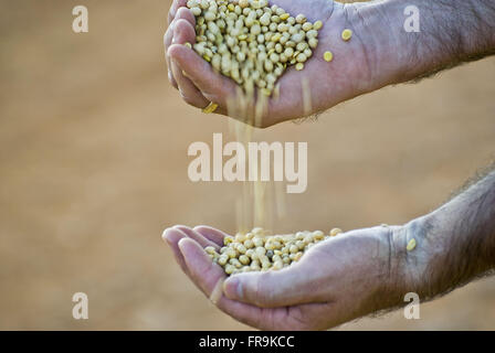 Le mani con i semi di soia Foto Stock