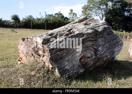 Fossili di tronco di albero - pietrificati - datato c. Foto Stock