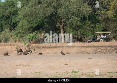 Africa, Zambia, Sud Luangwa National Park. Pack di African cani selvatici aka cane verniciata (WILD: Lycaon pictus, altamente pericolo) Foto Stock