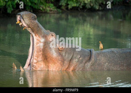 Africa, Zambia, Sud Luangwa National Park. Ippopotamo in piscina con la bocca aperta (WILD: Hippopotamus amphibius). Foto Stock