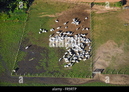 Vista aerea del corral con bovini - Pantanal del Barao de Melgaco Foto Stock