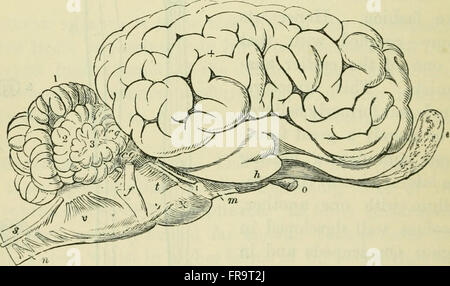 Questo lavoro del 1896 esplora il concetto del ruolo del cervello nella mente, esaminandone la struttura e la funzione in relazione al pensiero, alla percezione e alla coscienza. Indaga sulle prime teorie sulla connessione del cervello ai processi mentali. Foto Stock