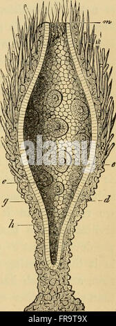L'evoluzione dell'uomo - un popolare esposizione dei punti principali di umana ontogenesi e filogenesi (1879) Foto Stock
