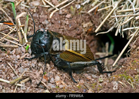 Campo cricket (Gryllus campestris) nella parte anteriore del burrow Foto Stock