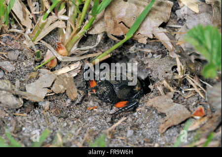 Campo cricket (Gryllus campestris) lasciando burrow indietro Foto Stock