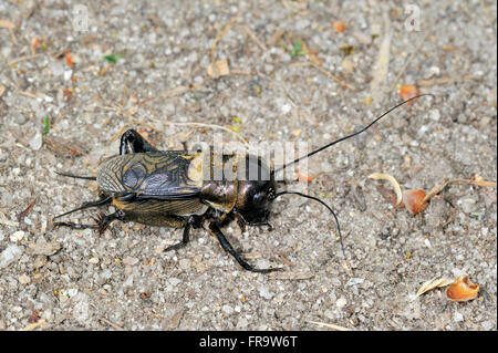 Campo cricket (Gryllus campestris) maschio Foto Stock