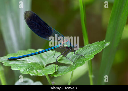 Nastrare demoiselle (Calopteryx splendens) maschio su impianto Foto Stock